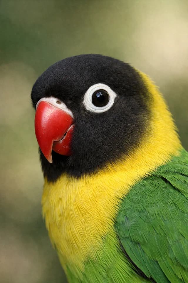 Personate papagaji - Kako prepoznati čistu rasu i specifičnosti maske